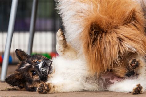 Why Do Dogs Lick Other Dogs Private Parts Dog Trainer Explains