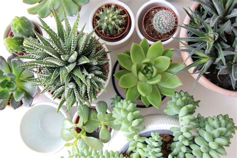 64 Types Of Succulents With Pictures Details And Care Tips