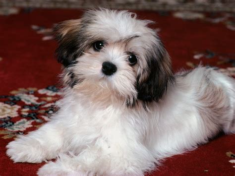 Babydogecash comes as an improvement on the famous babydoge and is aimed at those people. most 10 cute baby dog pictures - the best