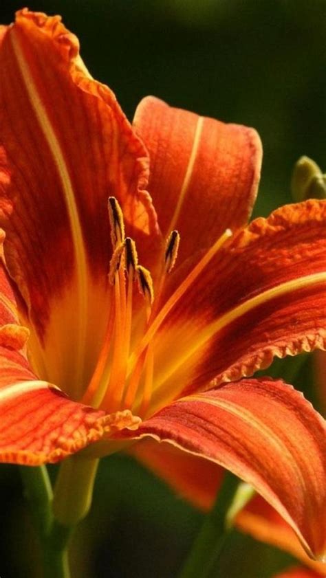 This group is for orange flowers only most flower groups are so big that it is hard to look at all the pictures, because. Orange Lilies | Flowers | Pinterest