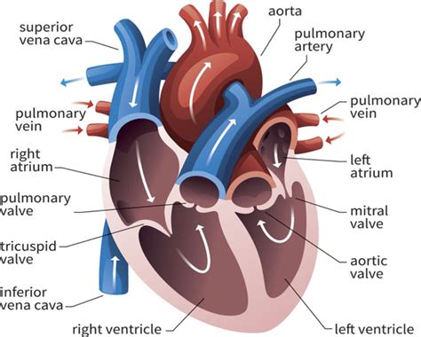 Cardiovascular Systemstructures Of The Heart Diagram Quizlet