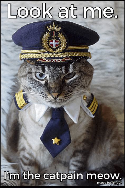 Captain Meow Look At Me Im The Captain Now Know Your Meme