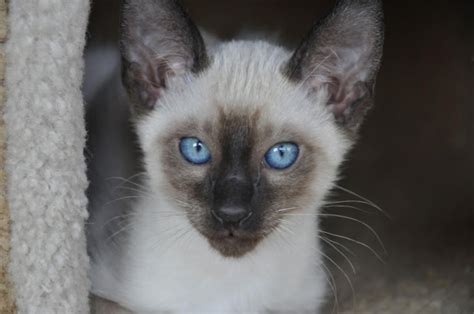 Theyre Beautiful Traditional Siamese Kittens For Sale Siamese