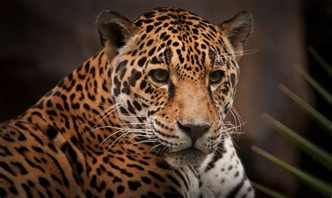 Jaguar Wild Cat Cats Animals Animal Hd Wallpaper Peakpx