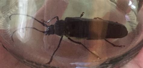 Palo verde beetles are back, just in time to mate. Jackson County Oregon