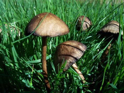 Panaeolus Cinctulus From Wa Mushroom Hunting And Identification