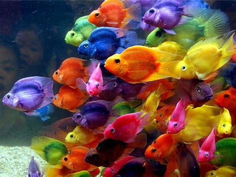 Free Download Amazing Worlds Tour Amazing And Colorful Fish Hd