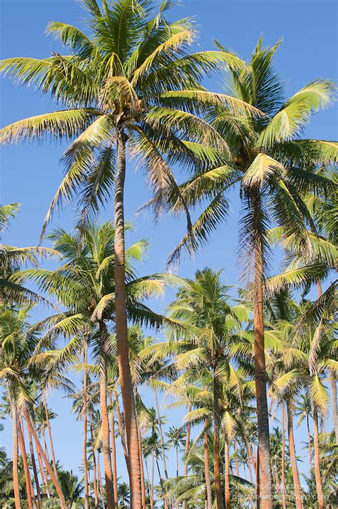 Coconut Palm Tree Plantation 016360 Matthew Meier Photography