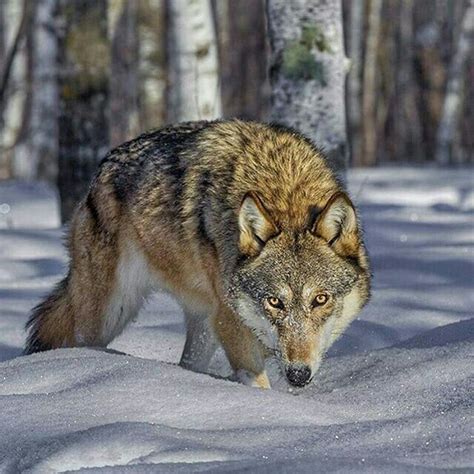 Timber Wolf On The Hunt In Northern Minnesota Photo By Cjm