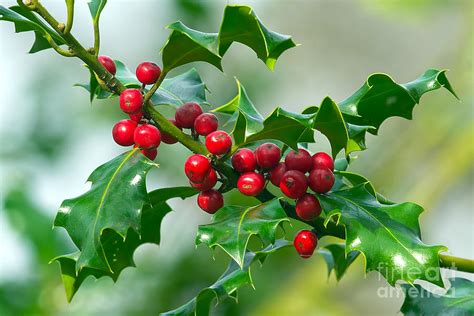 Holly Berries Photograph By Sharon Talson Fine Art America