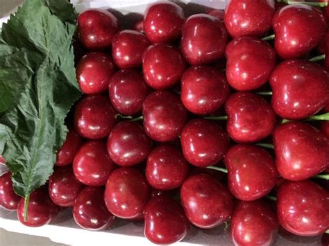 First Chinese Cherries From Dalian Greenhouses Enter The Market