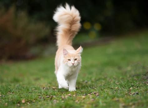 Why Do Cats Have Tails Fascinating Facts About Its Tail Cats For Keep
