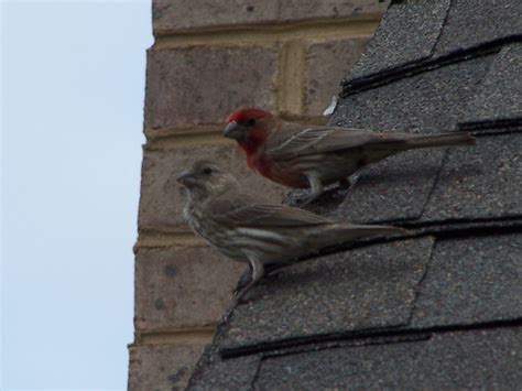 We did not find results for: Bird nesting in my hanging flower basket (house, buy ...