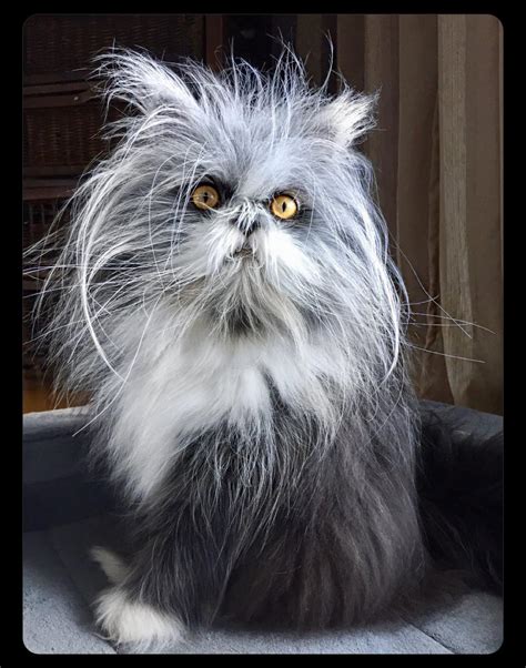 Atchoum The Cat Has A Very Rare Condition Called Hypertrichosis Which Causes Continual Hair