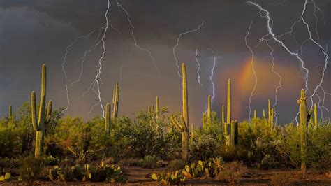 Saguaro Lightning Bing Wallpaper Download