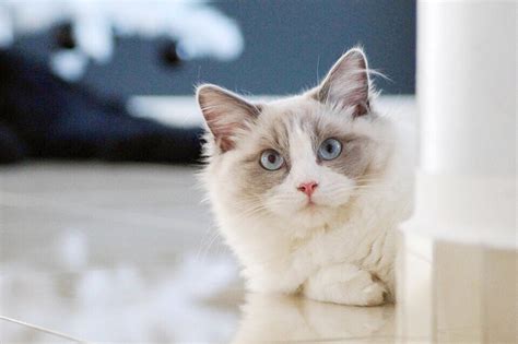 See more of kitten facts on facebook. Ragdoll Cat Breed Facts, Photos, and Care Tips | PetHelpful