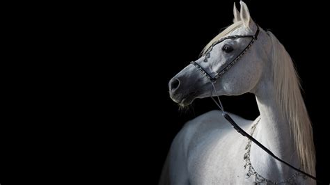 Wallpaper White Horse Black Background 3840x2160 Uhd 4k Picture Image