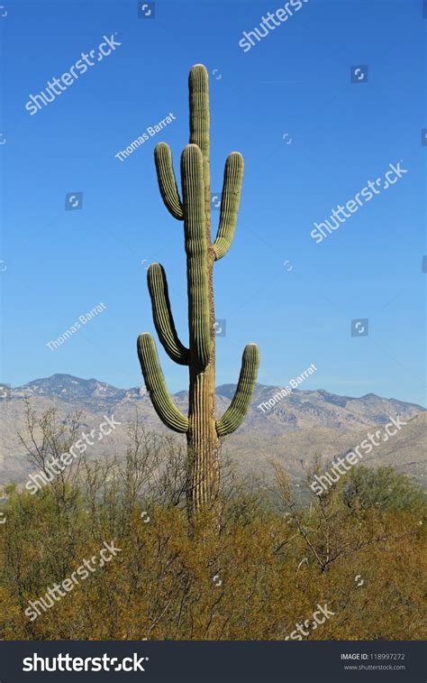 Images of these cacti are seen all through our lives as a symbol of the american desert. Healthy Old Saguaro Cactus Saguaro National Stock Photo ...