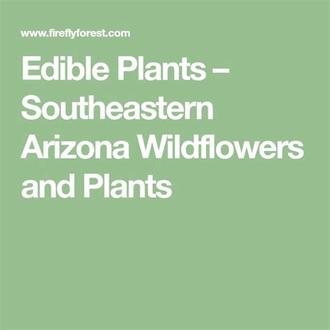 Edible Plants Southeastern Arizona Wildflowers And Plants Arizona