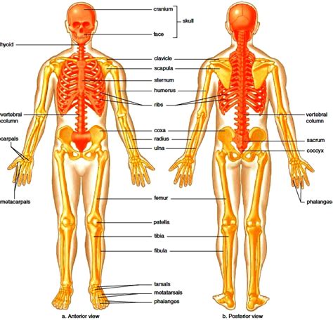 In the centre of your chest there is a strong bone called the sternum. human skeleton with bone names | Diabetes Inc.