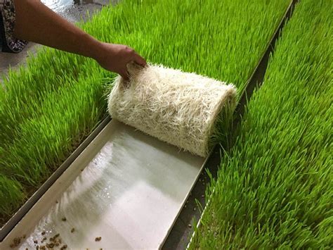 Hydroponic Fodder Production Gains Momentum Agron Pod