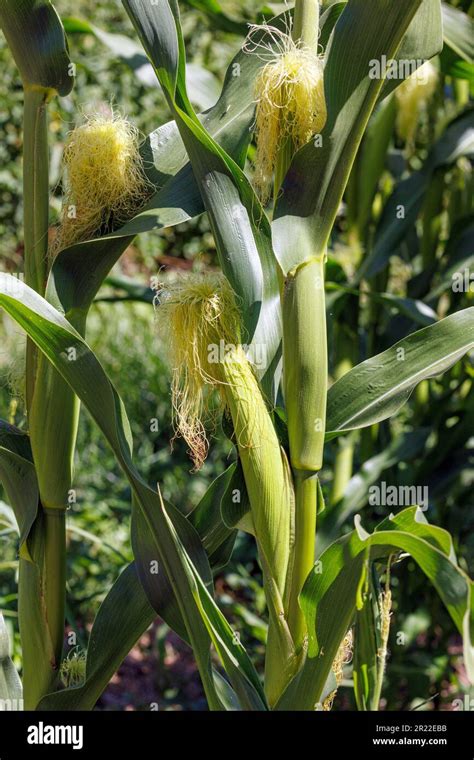 Indian Corn Maize Zea Mays Female Flowers Germany Bavaria Stock