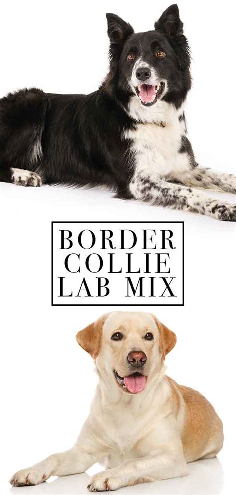 border collie lab mix breed information center discover  borador