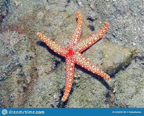 A Pearl Sea Star Fromia Monilis In The Red Sea Stock Photo Image Of
