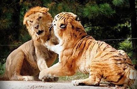 Liger Vs Tiger Fight Tiger Lion Fight Versus Vs Between Lions Tigers