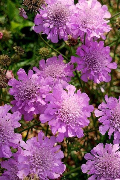 Scabiosa Pink Mist Pincushion Flower Or Scabious Beautiful Pink