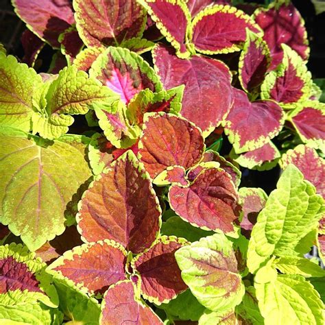 Coleus Mixed Rainbow Seeds The Seed Collection