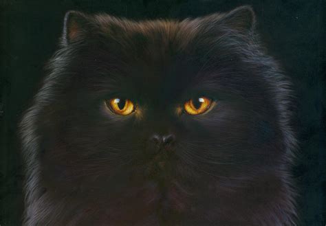 Black Persian Photograph By Mgl Meiklejohn Graphics Licensing