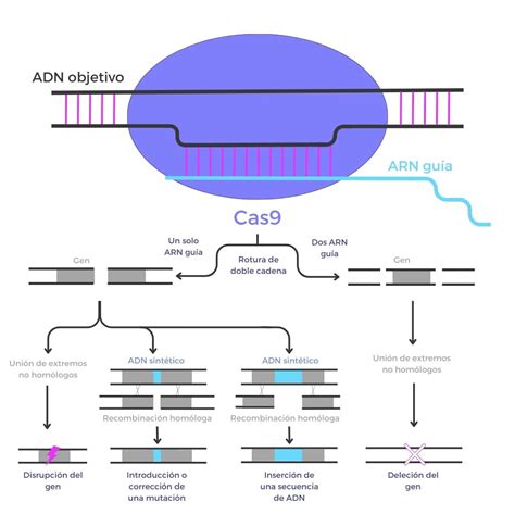 CRISPR Qué es y cómo funciona Genotipia