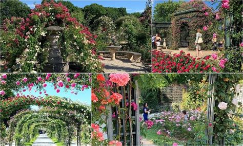 Taman bunga selecta adalah taman bunga terindah di indonesia dimana taman bunga ini dibangun pertama kali oleh belanda pada tahun 1928. 8 Taman Mawar Terindah di Dunia - PelangiQQ Lounge