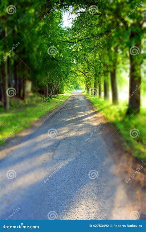 Trees Alley Stock Photo Image Of Wood Country Beautiful 42753492