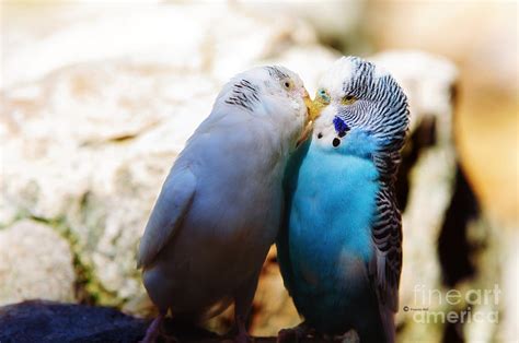 Füttere Weiter Laut Exotisch Budgies Kissing Seeanemone Definitiv Besuch