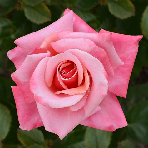 Beautiful Climbing Rose San Antonio Rose Society Sars Facebook