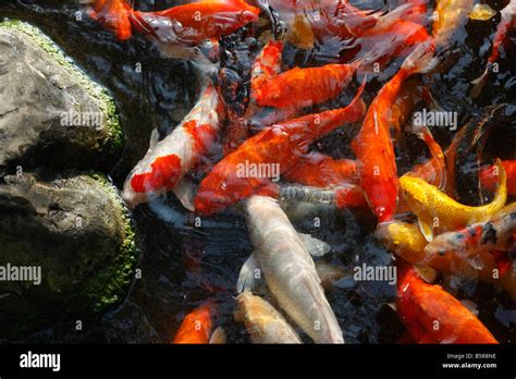 Koi Swimming In A Fish Pond Stock Photo Alamy