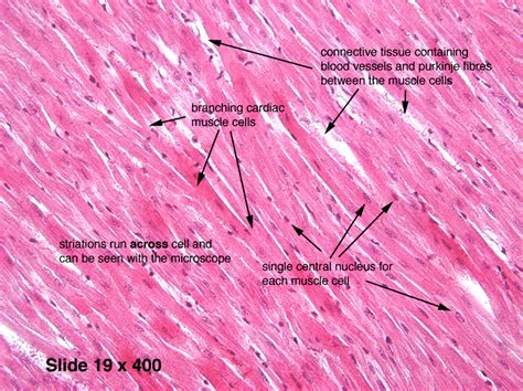 Histology Of Muscle Tissue