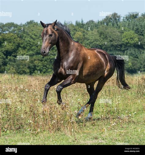 Horse Cantering Towards Camera Hi Res Stock Photography And Images Alamy