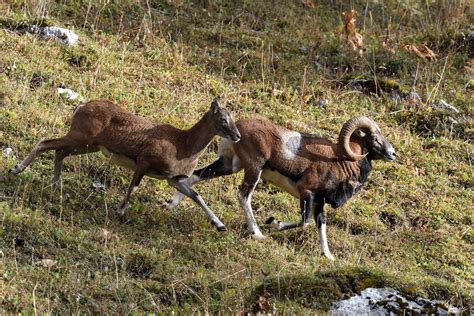 Les Regards De Daisy Sur La Biodiversité Valaisanne Le Rut Des