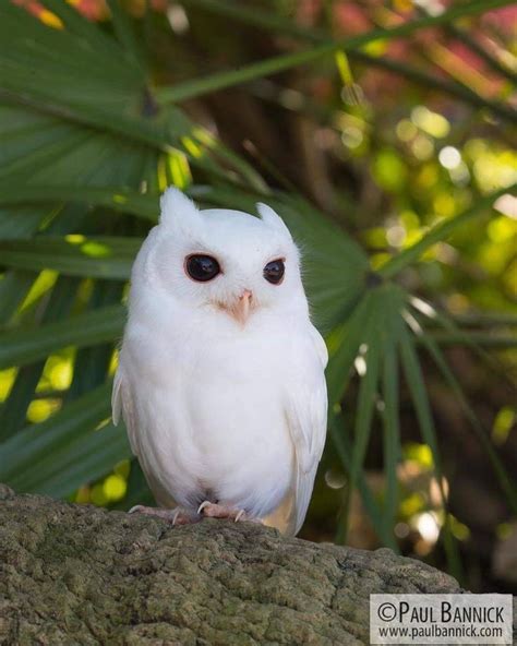 Pin By Kimberly Ahern On Barn Owls In 2020 Eastern Screech Owl