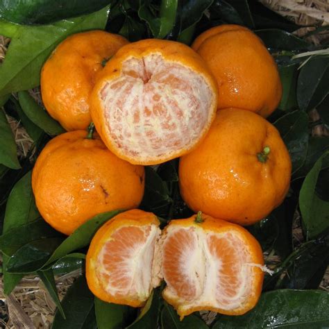 Mandarin Engalls Nursery