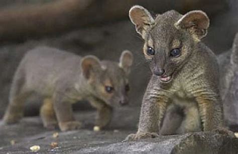 Fossa Pups Baby Animal Zoo