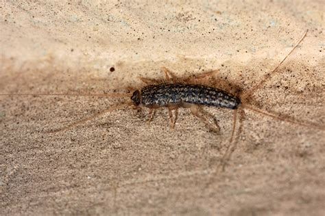 Four Lined Silverfish Ctenolepisma Lineata Dann Thombs Flickr