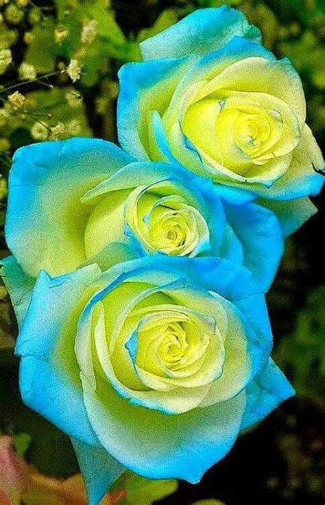 Surprise your loved ones with a fresh proflowers® flower delivery. Blue and yellow | Beautiful flowers, Beautiful roses ...
