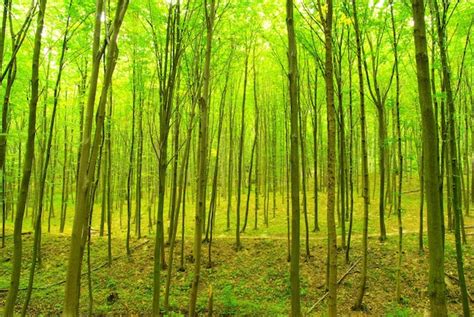 Premium Photo Forest Trees Nature Green Wood Sunlight Background