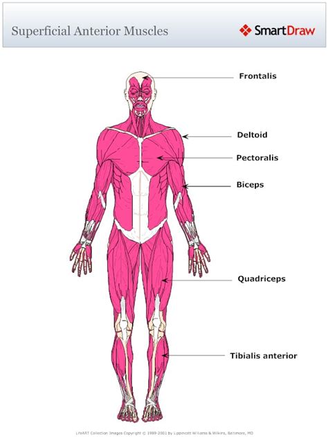 Anterior Muscular Anatomy