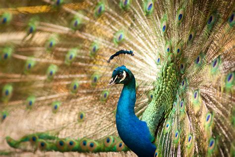 30 Most Beautiful Peacock Photos Stunning Peacocks Photography