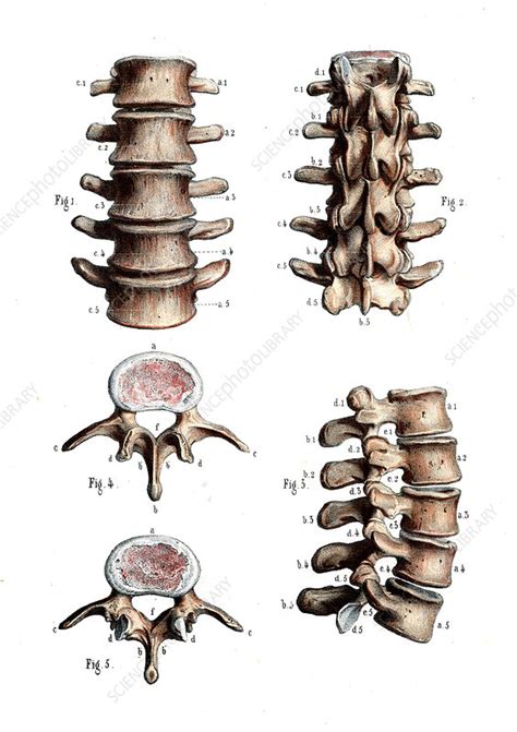 Lumbar Spine Anatomy Illustration Stock Image C0293441 Science